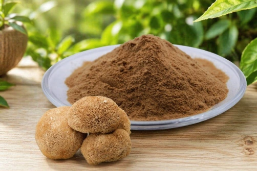 Lion's Mane Mushroom Extract Powder Supports Innovative Ingredient Solutions